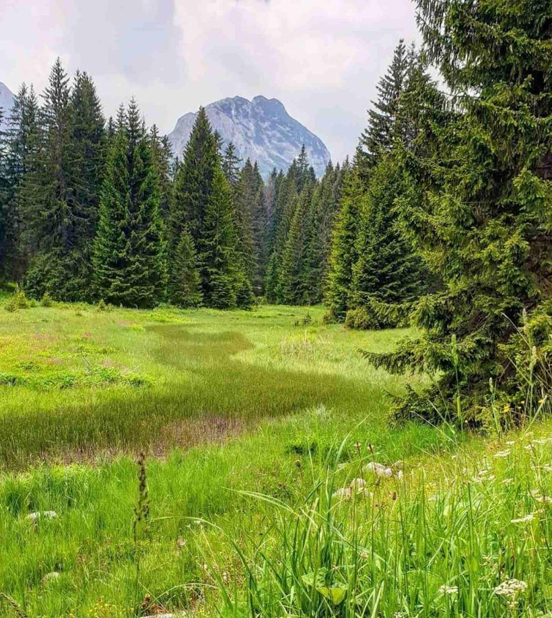 North Forest Žabljak Kültér fotó